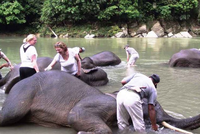 Medan – Tangkahan – Bukit Lawang – Lake Toba – Bukittinggi Tour