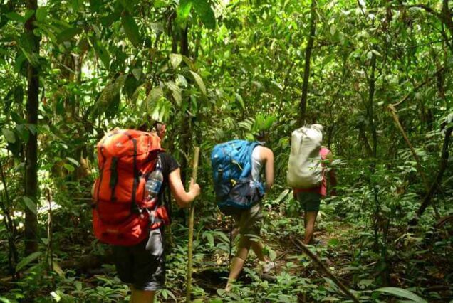 Jungle Trekking