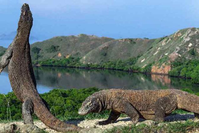 Adventure Komodo Dragon