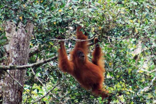 Bukit Lawang and Lake Toba Tour