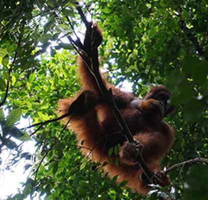 Orangutan Sumatra