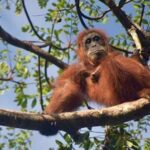 Bukit Lawang - Ecotourism Paradise in the Middle of Tropical Forest