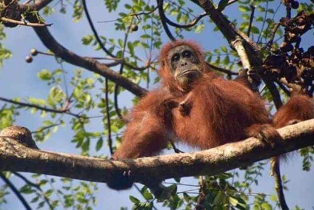 Bukit Lawang - Ecotourism Paradise in the Middle of Tropical Forest