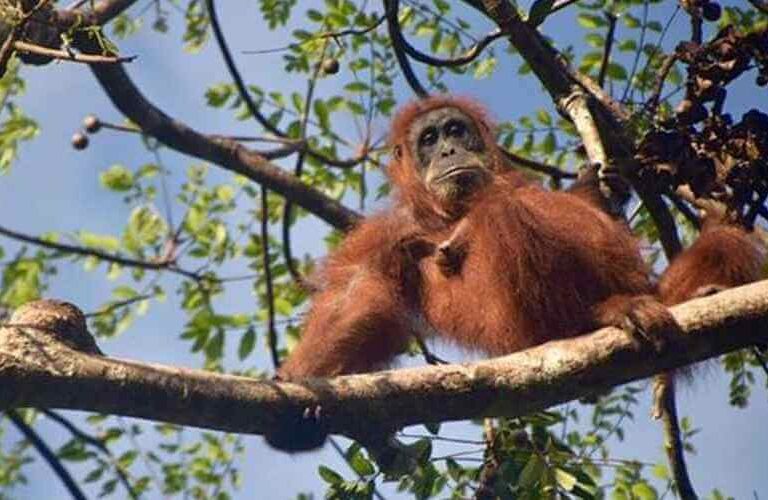 Bukit Lawang - Ecotourism Paradise in the Middle of Tropical Forest