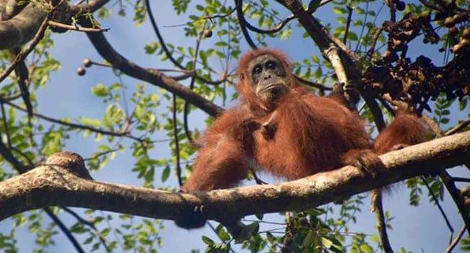 Bukit Lawang - Ecotourism Paradise in the Middle of Tropical Forest