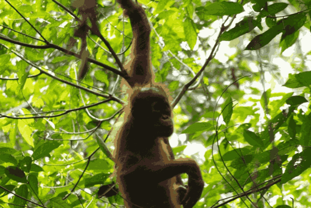 Orangutan Bukit Lawang
