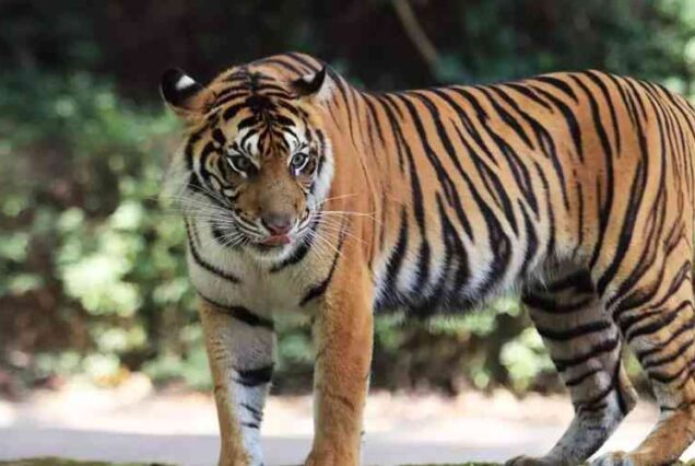 Great Adventure Trip in Sumatra
