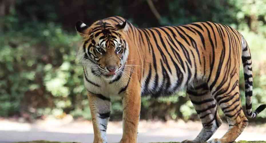 Great Adventure Trip in Sumatra