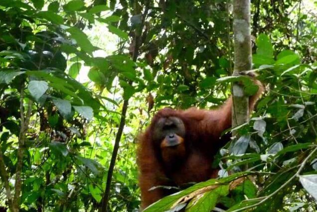 Full Day Bahorok Orang Utan Tour