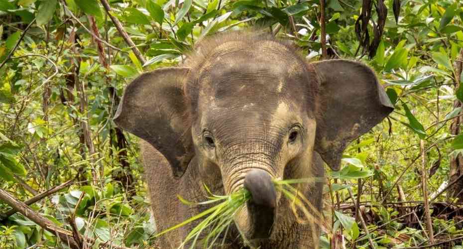Baby Elephant in Barumun