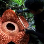 Rafflesia Land Bengkulu