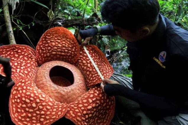 Rafflesia Land Bengkulu