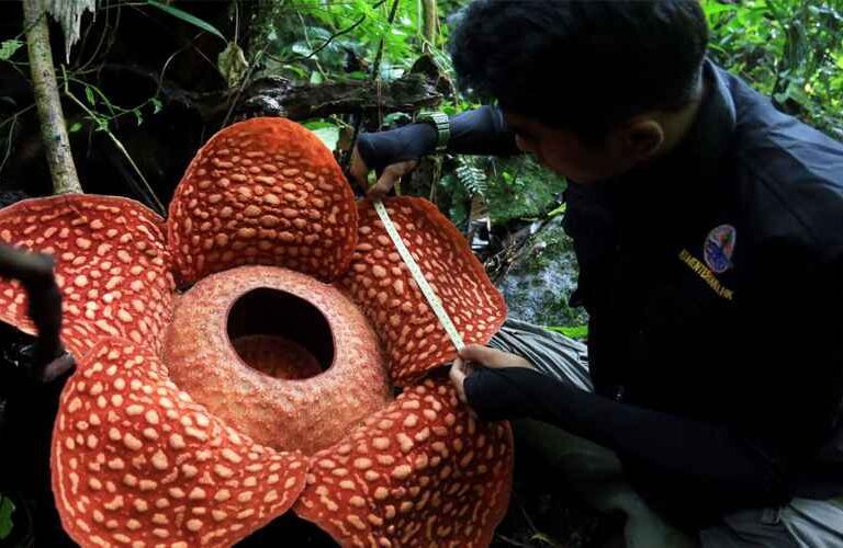 Rafflesia Land Bengkulu
