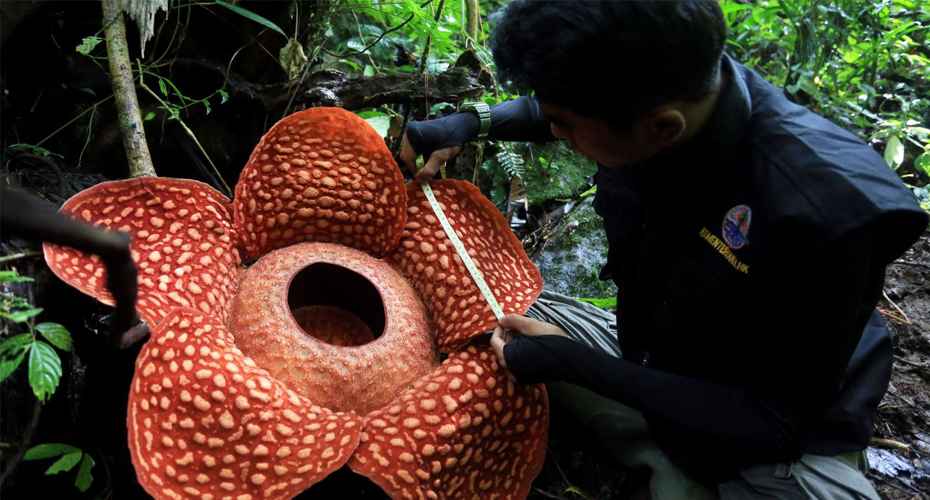 Rafflesia Land Bengkulu