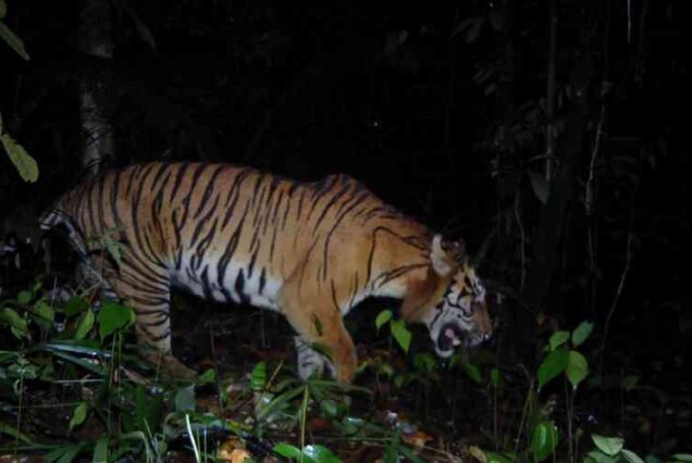 Fantastic Kerinci Seblat Adventure South Sumatra 13 Days