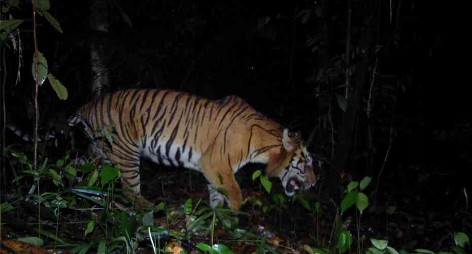 Kerinci Seblat National Park