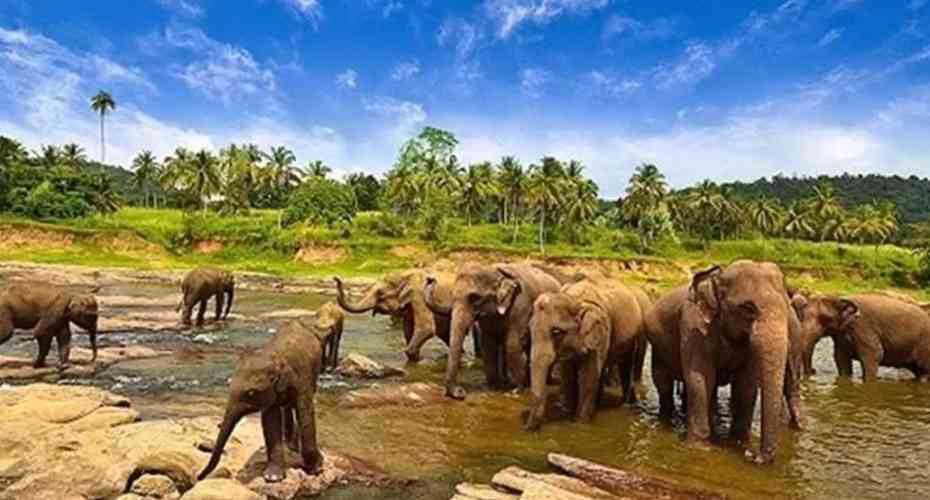 Way Kambas National Park Nature Tourism
