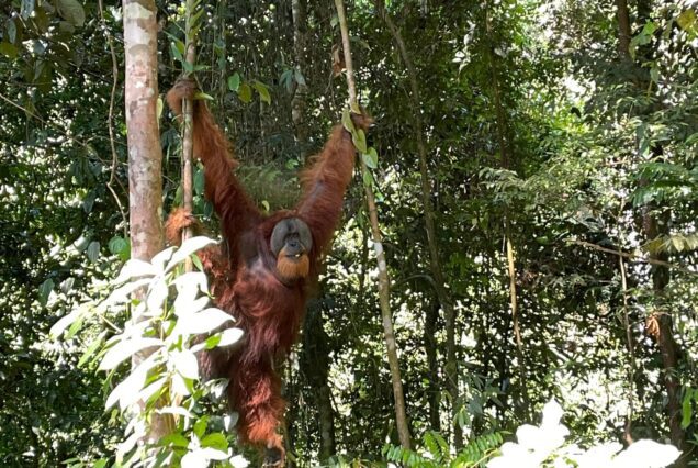 06 DAYS / 05 NIGHTS EXPLORE THE NATURE OF LEUSER NATIONAL  PARK  SUMATRA ELEPHANT & SUMATRA ORANG UTAN